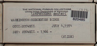 Lamproderma sauteri image
